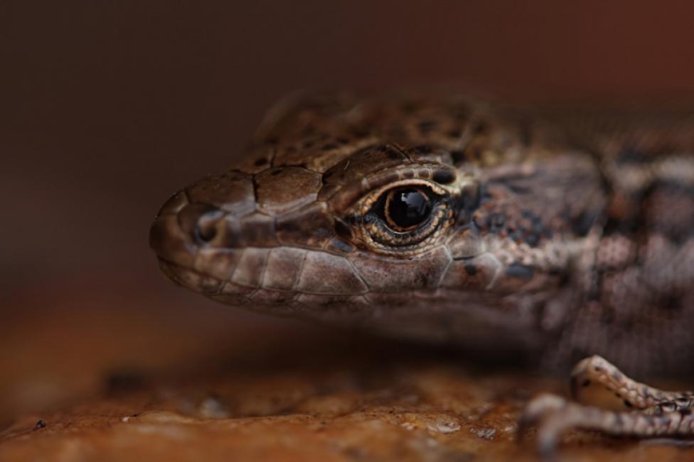 Lagartija ibérica (Podarcis hispanica)